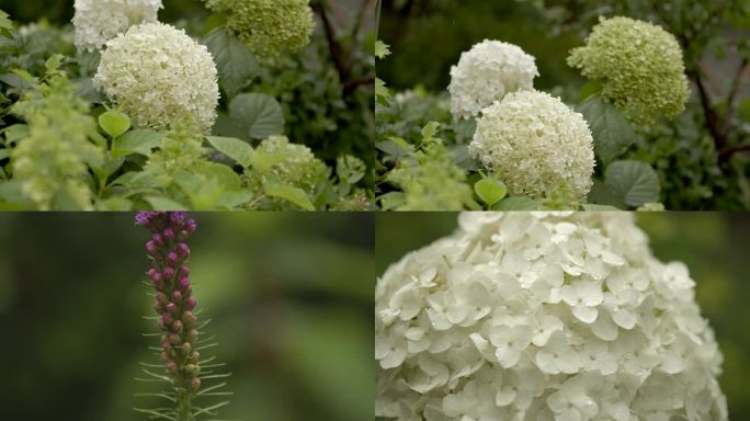 春天雨中绣球花