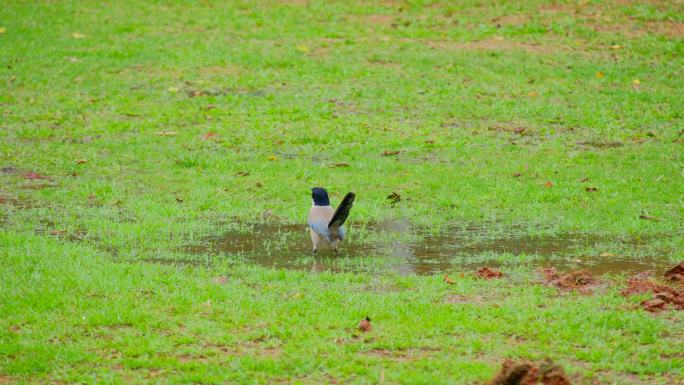 草地草坪水坑洗澡的小鸟灰喜鹊