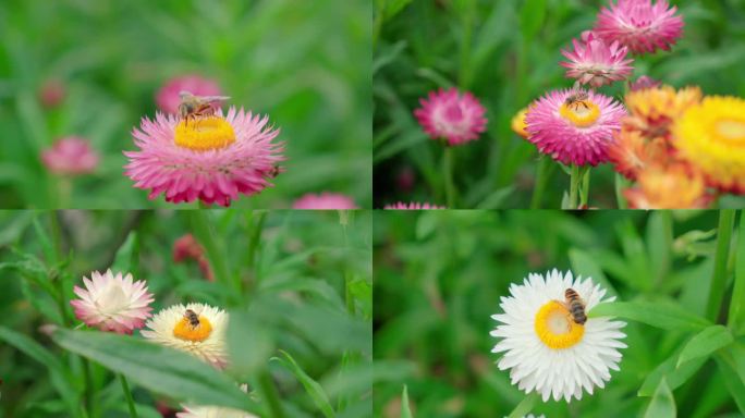 蜜蜂采蜜蜡菊七彩菊麦杆菊4k