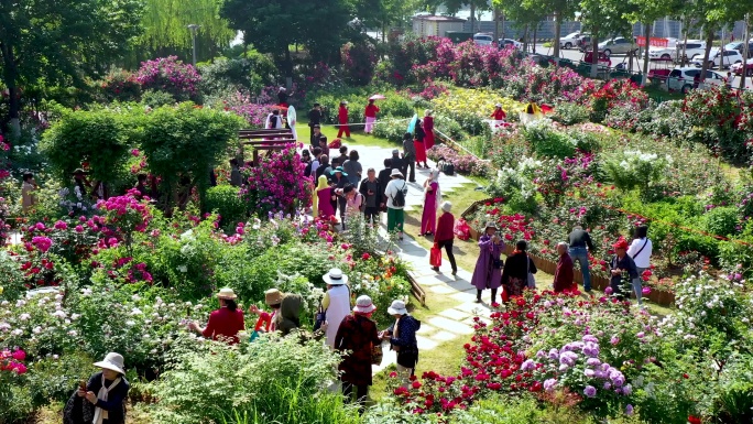 航拍临沂市月季园月季花蔷薇花盛开