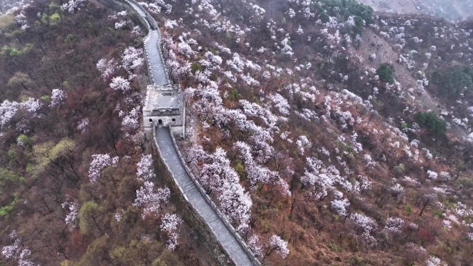 北京怀柔慕田峪长城花海春雨