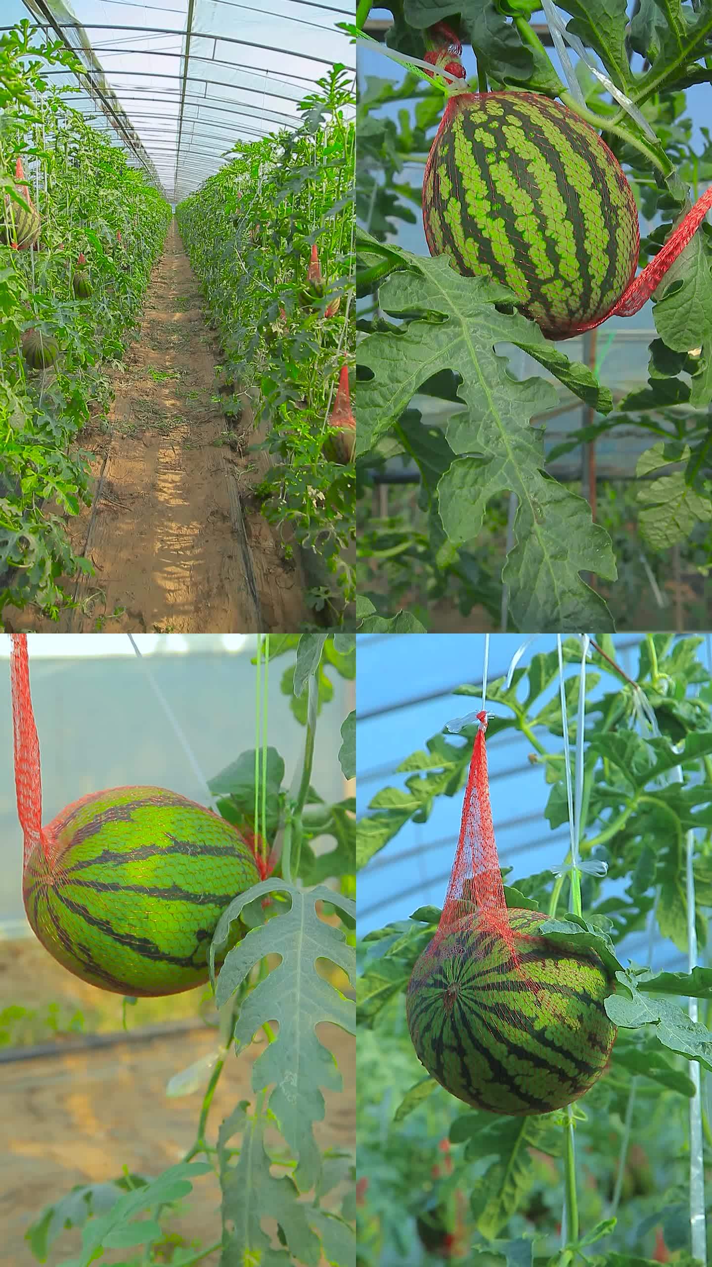 西瓜种植小西瓜