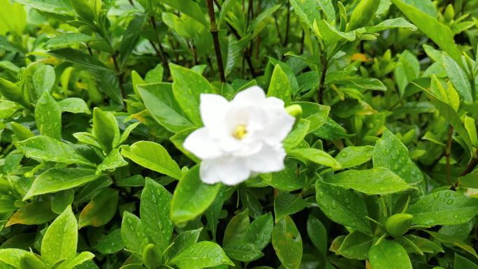 雨中花朵意境春意