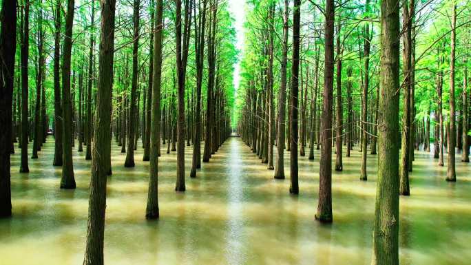 池杉林中池杉树杉树，湿地生态绿水青山风景