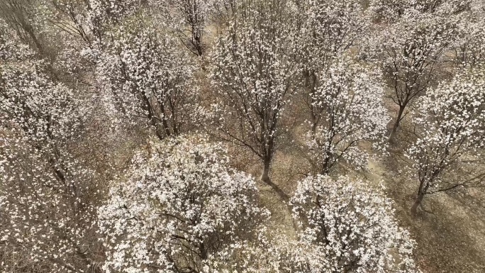 4K航拍春天北京花海