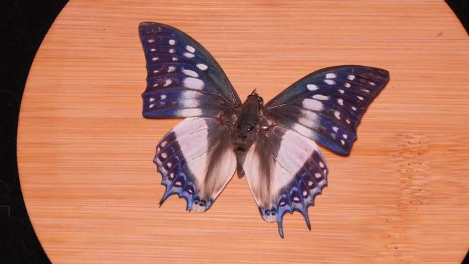 蝴蝶昆虫标本绿凤蝶 (3)
