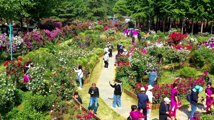 航拍临沂市月季园月季花蔷薇花盛开