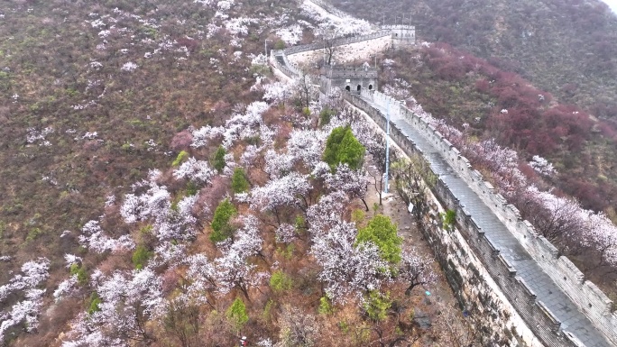 北京怀柔慕田峪长城花海春雨