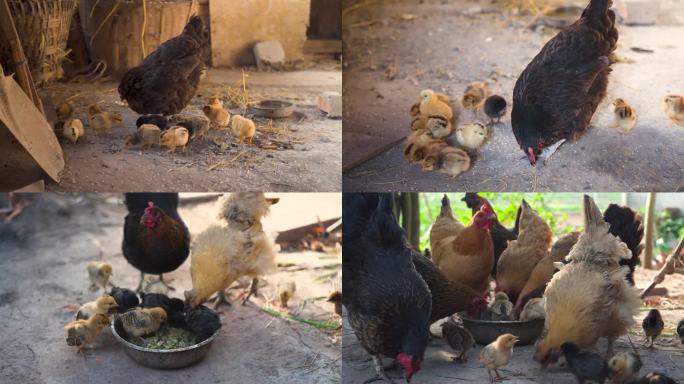 农村母鸡和小鸡丨4K丨原创实拍