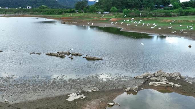 白鹭飞翔湿地生态环境群鸟飞翔白鹭群鸟