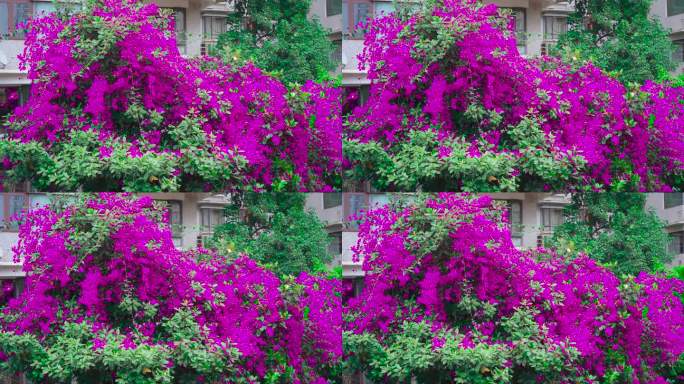 小区内盛开的三角梅 4K