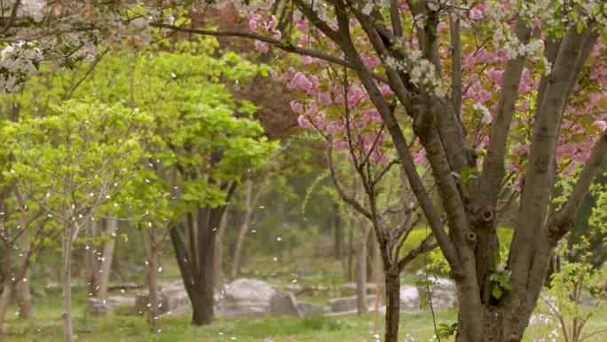 春天公园桃花飘落花瓣雨升格