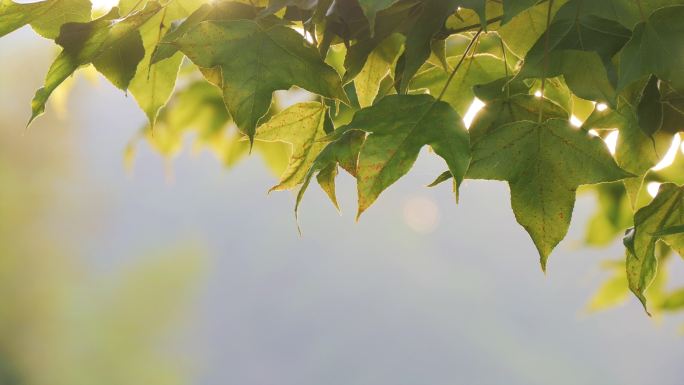 春天绿叶空镜头