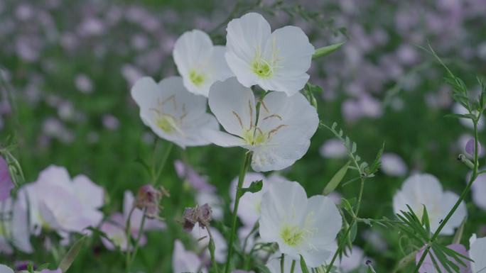 粉花月见草花从空镜头1