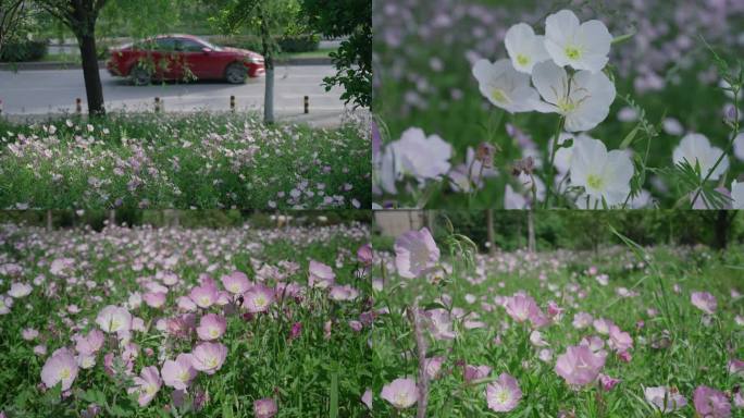 粉花月见草花从空镜头1