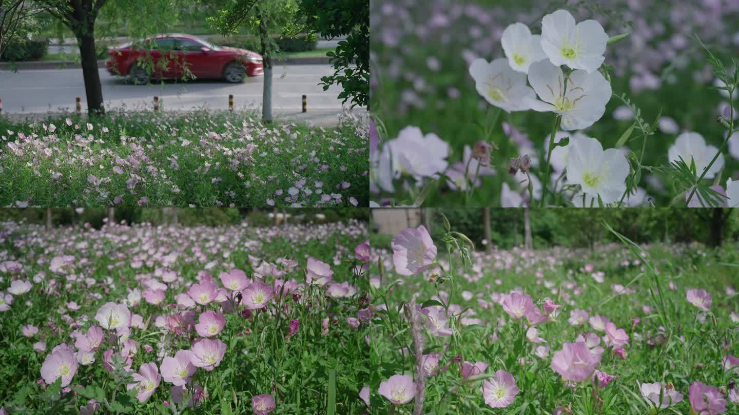 粉花月见草花从空镜头1