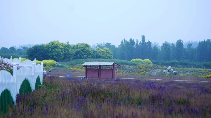 花海