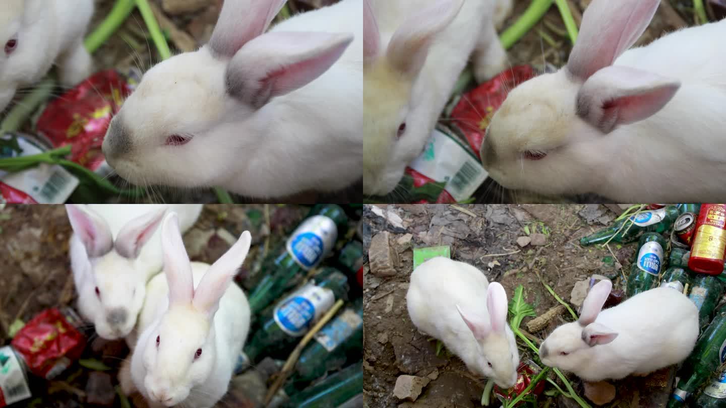 家养小兔子吃青菜视频素材