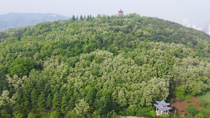 洛南槐花开