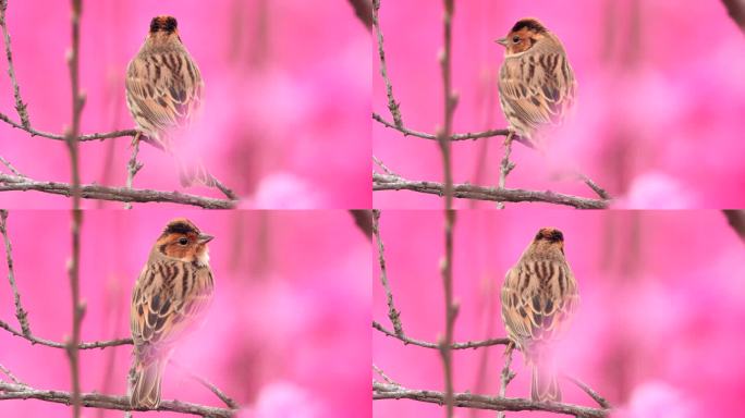 野外实拍桃花丛中的小鸟，小鹀鸟