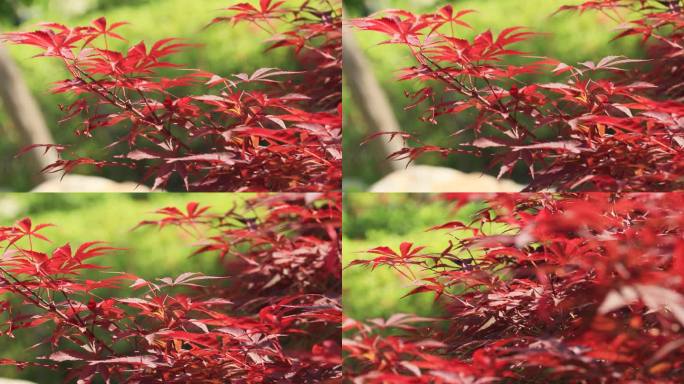 阳光下红枫树紫红鸡爪槭红叶红颜枫树