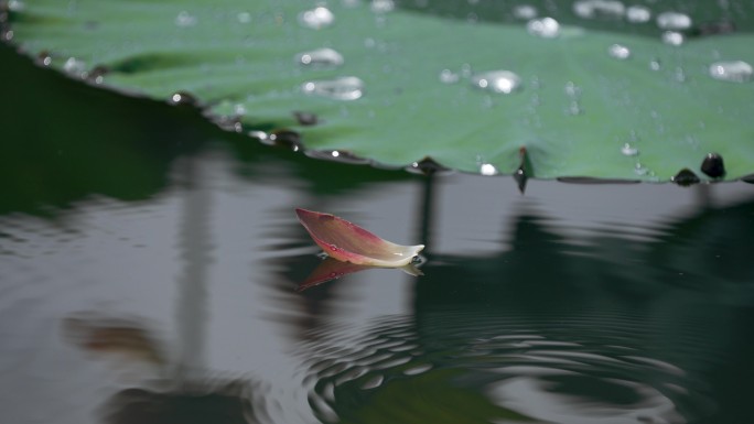 水面花瓣