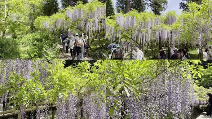 日本春日大社紫藤园