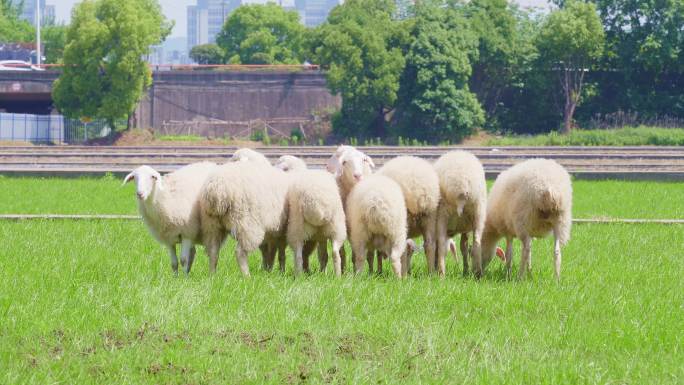 公路边吃牧草的绵羊群