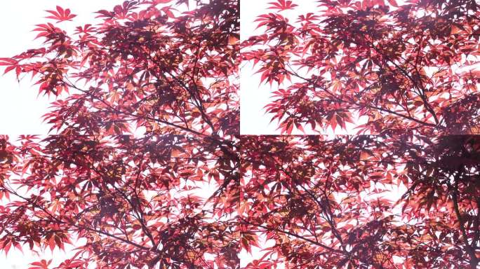 蓝天红枫树紫红鸡爪槭红叶红颜枫树