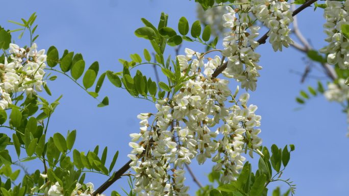 槐花槐树林