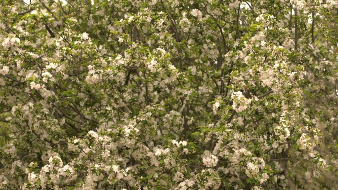 春季白花