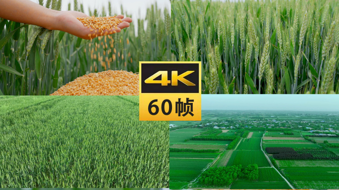 小麦麦田麦子农业粮食麦粒播种种子乡村农村