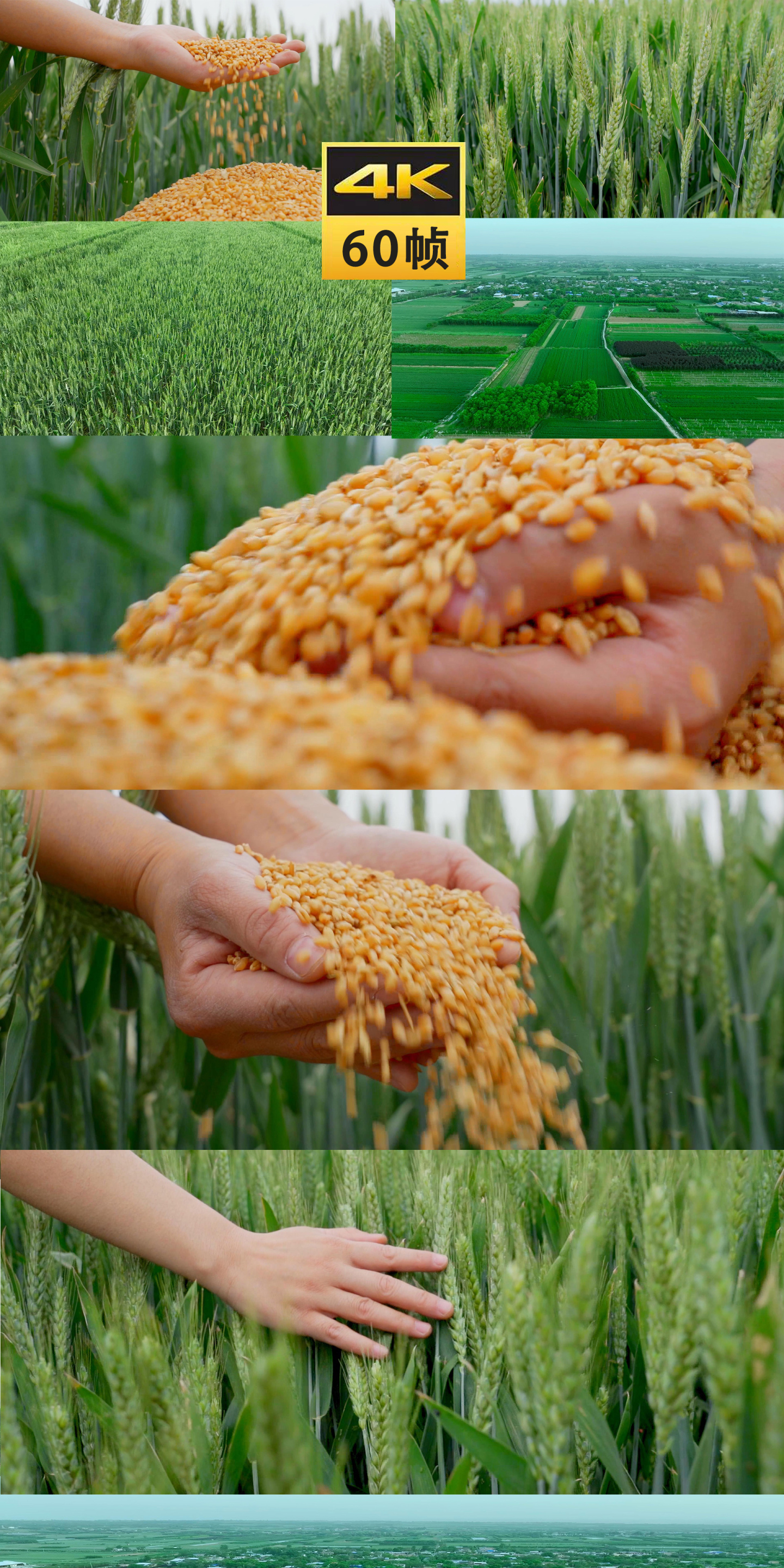 小麦麦田麦子农业粮食麦粒播种种子乡村农村