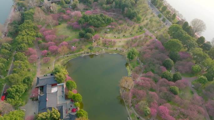 【4K】橘子洲梅花春天航拍