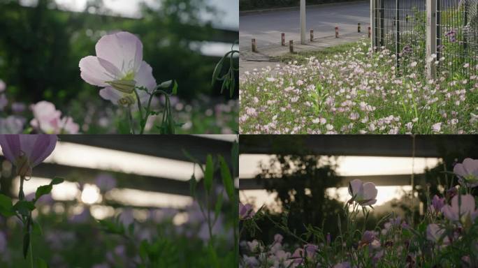 粉花月见草花从空镜头2
