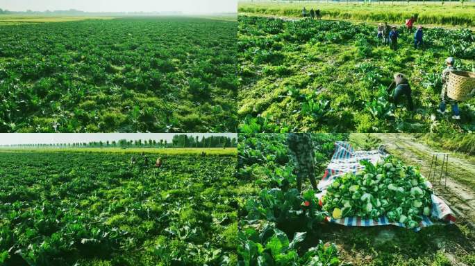 4K收割花菜 多农人干活 农民劳作