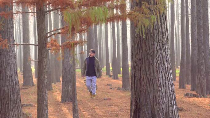 红杉林 男子森林漫步 游玩 旅游 落叶