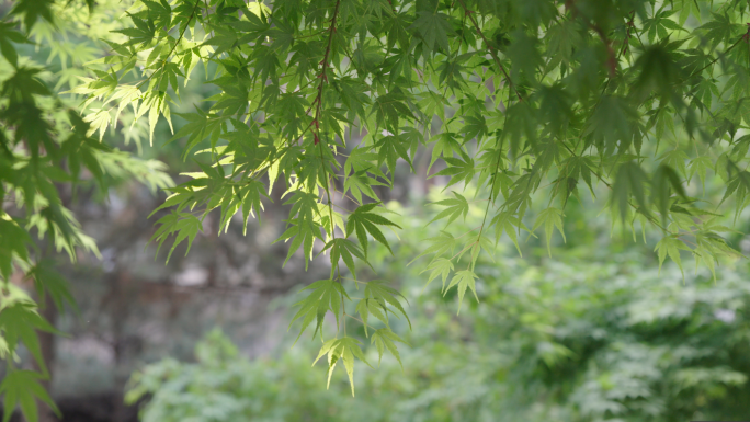 随风摇摆枫树叶