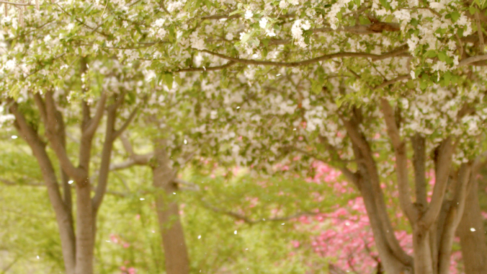 春季海棠树花瓣飘落升格