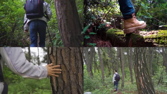 森林徒步探险抚摸大树背包客野外翻山越岭