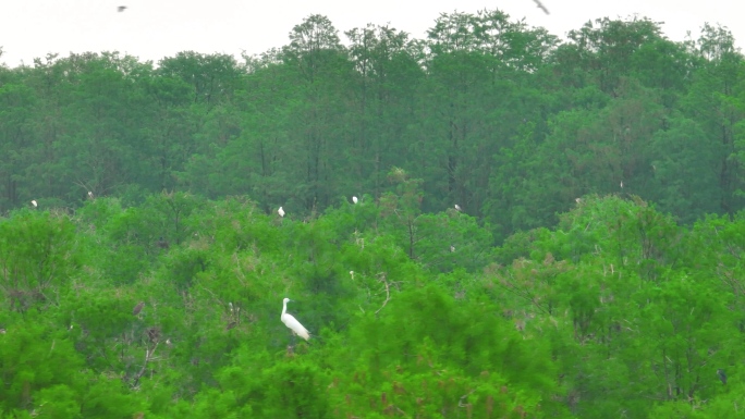 白鹭在湿地飞翔池杉生态鸟类栖息航拍白鹭