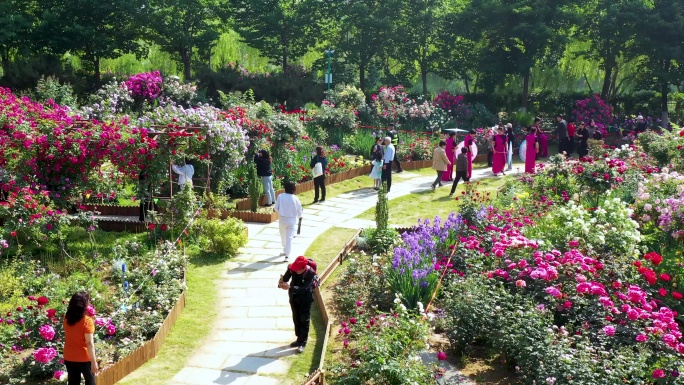 航拍临沂市月季园月季花蔷薇花盛开