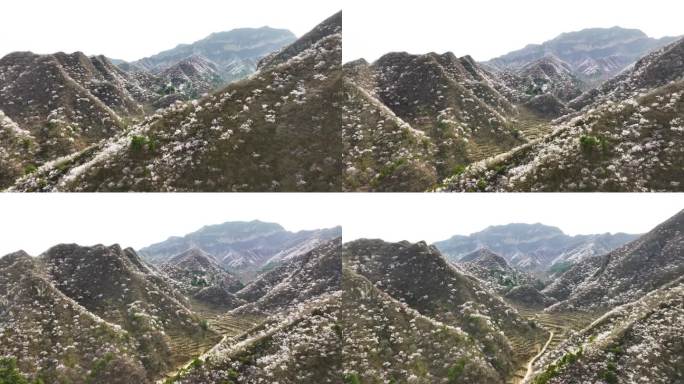 4K航拍春天北京花海