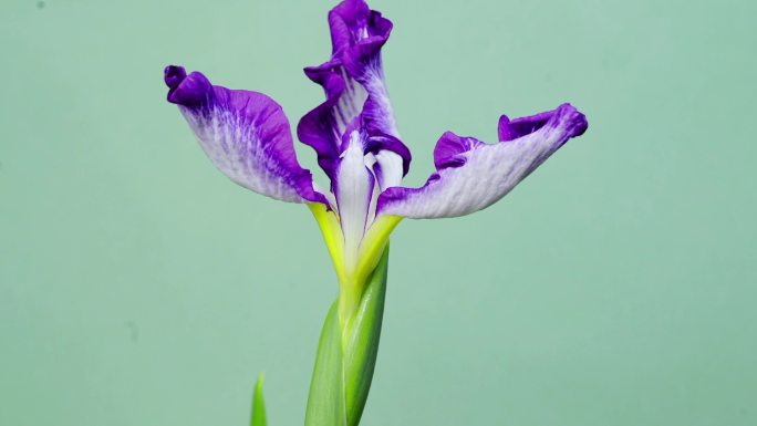 鸢尾 花菖蒲 玉蝉花 开花 延时 摄影