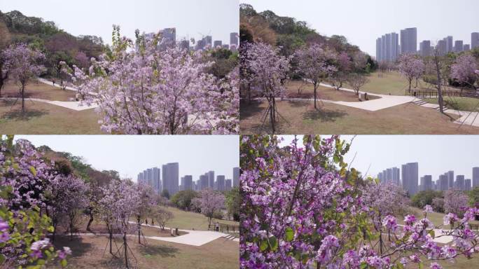 深圳南山区大沙河生态公园城市生态航拍花