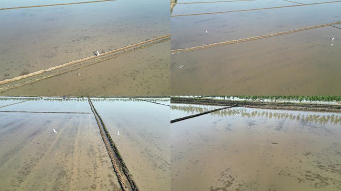 五月刚耕地完成的水稻田以及稻田中的水鸟