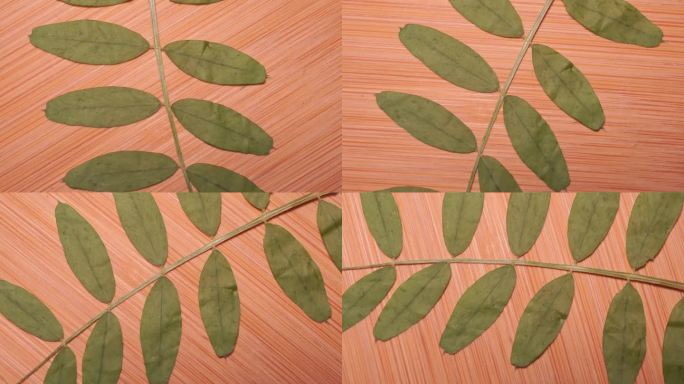 花椒叶植物叶子标本 (2)