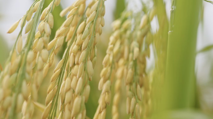 乡村振兴农业水稻丰收