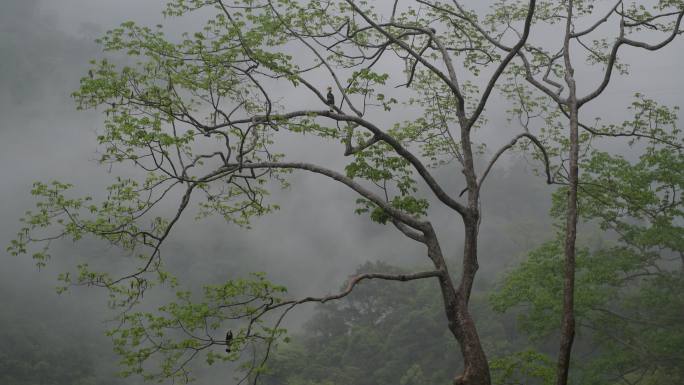 云南热带雨林雨景