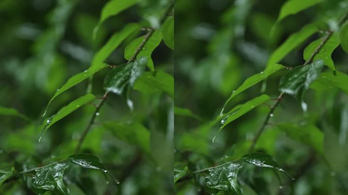 竖屏春雨雨滴绿叶大雨树叶森林下雨